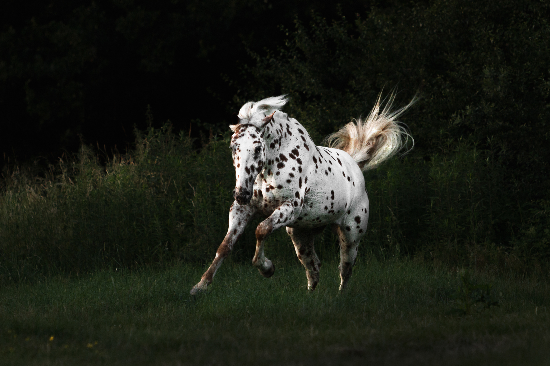 WEBFreyNaemi_MG_2709_Logo